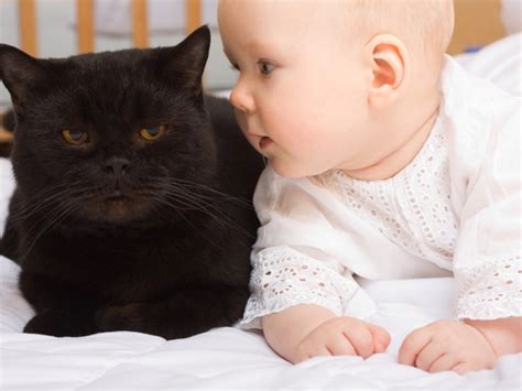 Children get to learn good habits, safety knowledge, letters, colors, numbers and more by singing and dancing with our characters! How to Prepare Your Cat for Baby