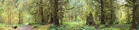 Hoh Rain Forest Stock Image Image Of Spruce Rain Trees