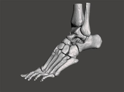 Left Foot Male 3d Model Cgtrader