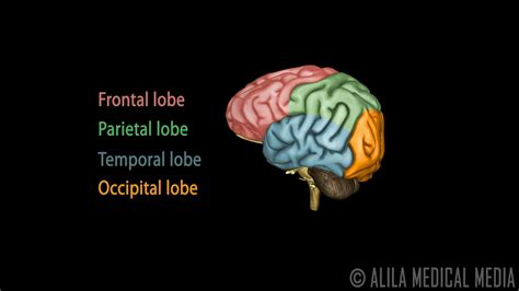 Neuroscience Basics Human Brain Anatomy And Lateralization Of Brain
