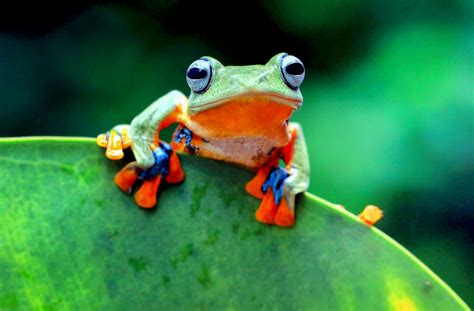 Scientists Can Help Frogs Grow New Limbs