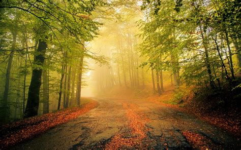 Nature Landscape Mist Old Road Leaves Forest Morning Trees