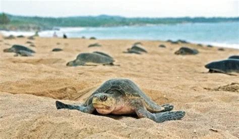 Tortugas en peligro de extinción invaden las playas del Pacífico de