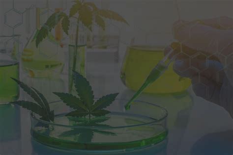 Research And Development The Science Of Premium Cannabis