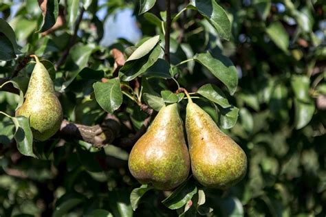 Descubre La Pera Limonera Una Fruta Con Grandes Usos Y Beneficios