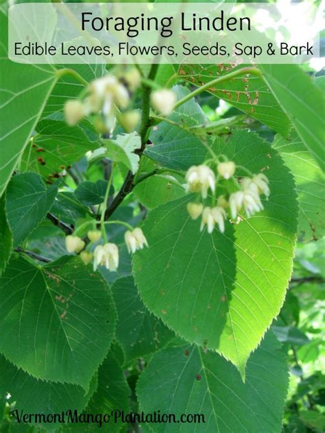 We did not find results for: Foraging Linden: Edible Leaves, Flowers, Seeds, Sap & Bark