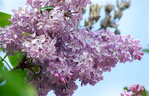 Free Images Branch Blossom Flower Purple Petal Spring Botany