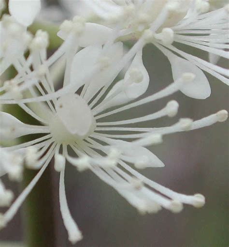 White Baneberry Actaea Pachypoda 03b Wild Flowers Of Sleepy
