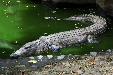 Гребнистый крокодил описание вида ареал обитания и образ жизни рептилии