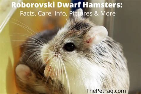 Roborovski Hamster Care Origin Traits Pictures And More Thepetfaq