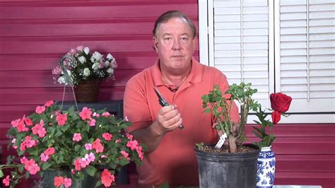 Growing Roses How To Transplant Climbing Roses Youtube