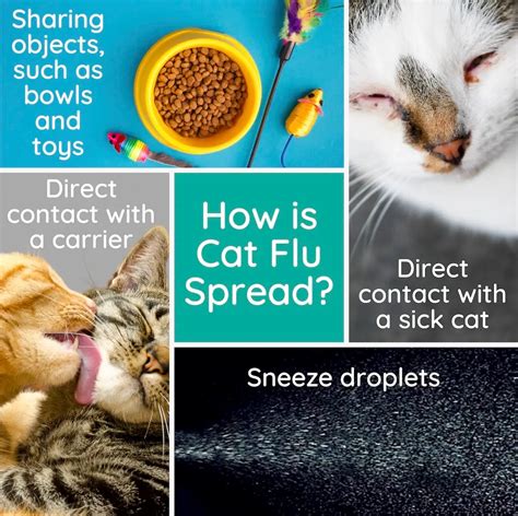 A Vets Guide To Cat Flu Treatment Recovery Much More