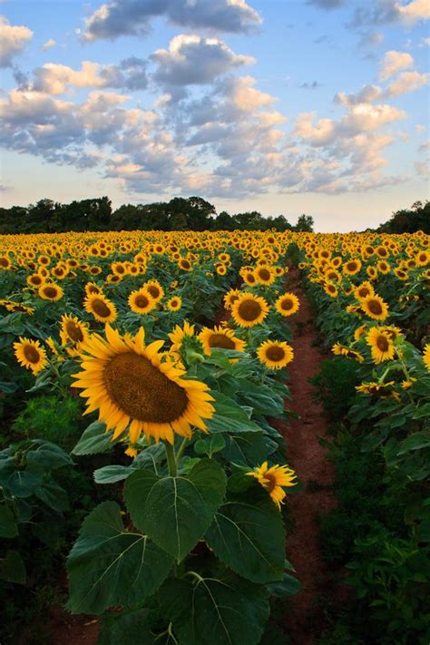 Sunflower Sunrise Mckee Beshers Wma Poolesville Md Sunflower