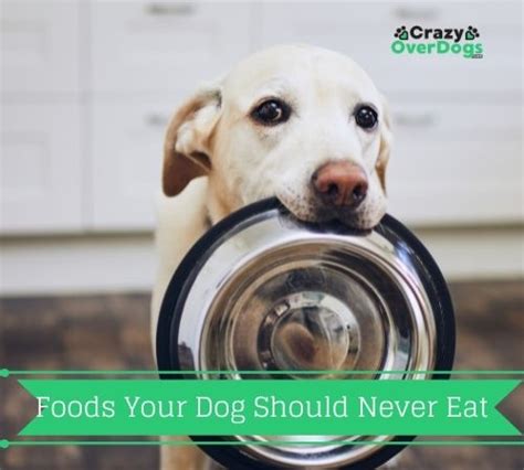 7 Foods Your Dog Should Never Eat This Will Surprise You