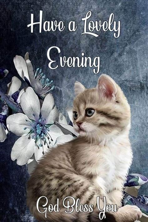 Lovely Evening Cat Pictures Photos And Images For Facebook Tumblr