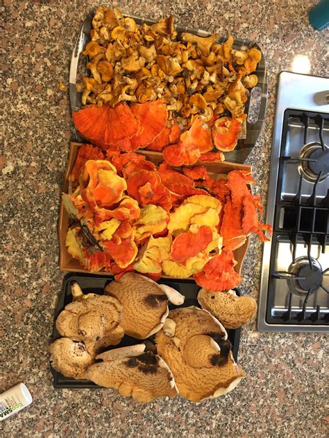 A Decent Haul Of Chanterelles Chicken Of The Woods And Pheasant Backs