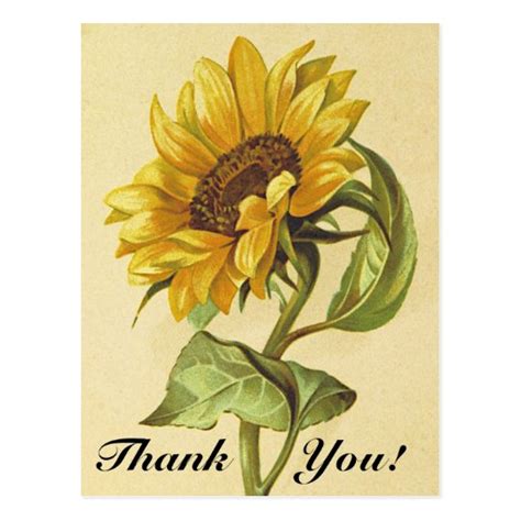 Vintage Style Sunflower Thank You Postcard