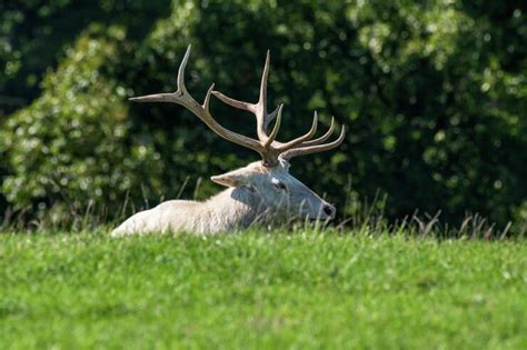 Beautiful Picture Of A Piebald Elk The Jump