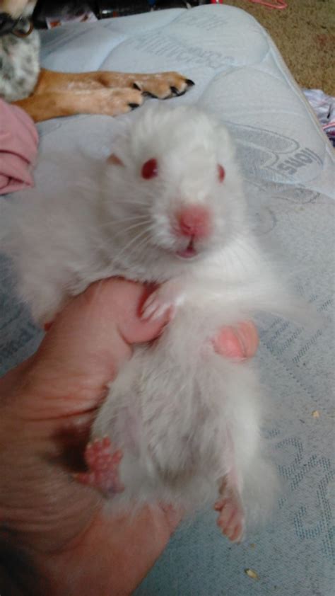 Syrian Hamster For Sale In Knoxville 1 Petzlover