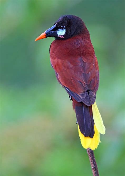 Montezuma Oropendola Costa Rica Nature Birds Birds
