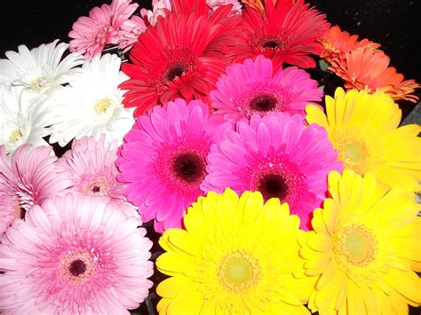 Indianola Floral Designs