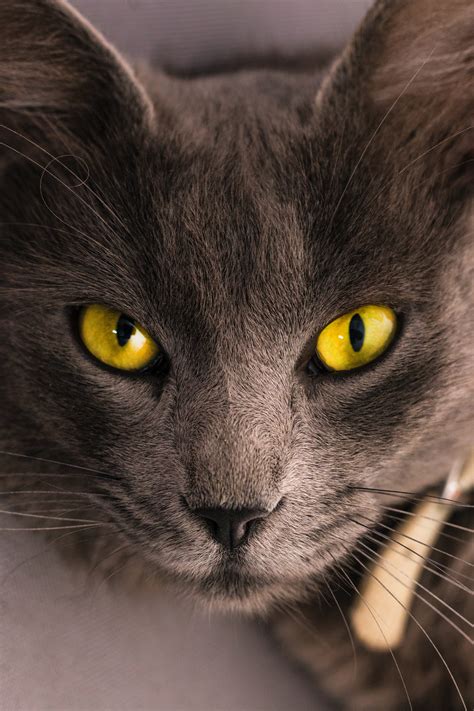 Black Cat Lying On Gray Surface · Free Stock Photo