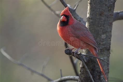 Adult Male Northern Cardinal Cardinalis Cardinalis Stock Image Image