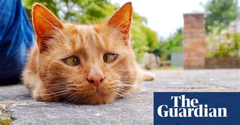 Readers Prize Winning Pictures Of Cats Life And Style The Guardian
