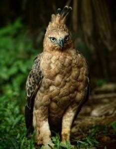 We did not find results for: Burung Elang Jawa, Burung Gagah Nan Perkasa ! ~ FREAKTASTE