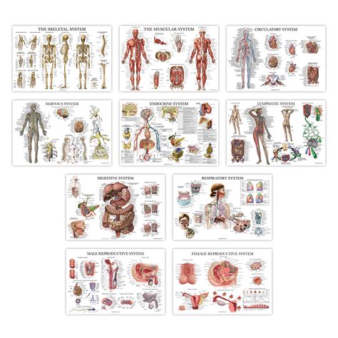 10 Pack Anatomical Poster Set Laminated Muscular Skeletal
