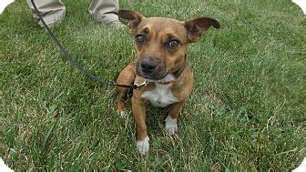 Don't miss what's happening in your neighborhood. Dachshund/Corgi Mix Dog for adoption in Cincinnati, Ohio ...