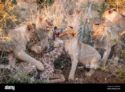 Lion Attack Kill Cub Hi Res Stock Photography And Images Alamy