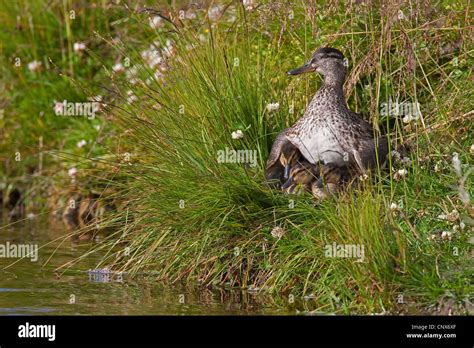 Green Winged Teal Anas Crecca Female Keeping Warm Its Chicks