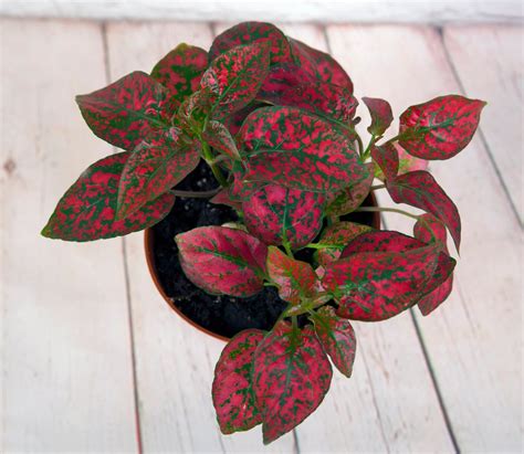 Polka Dot Plant Care Bob Vila