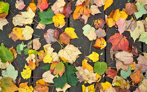 Download Wallpaper 3840x2400 Fallen Leaves Leaves Tree Boards