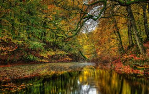 Wallpaper Forest Trees Landscape Nature Forest River Trees