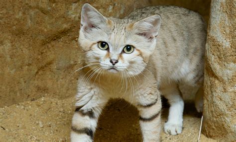 The Sand Cat Felis Margarita Also Known As The Sand Dune Cat Is The