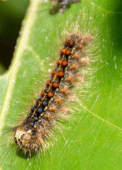 Gypsy Moth Caterpillar Identification