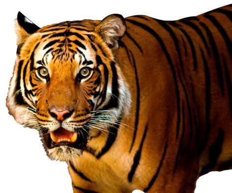 Tiger PNG Image - PurePNG | Free transparent CC0 PNG Image Library