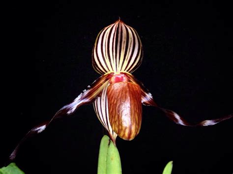 Paphiopedilum Wilhelminae Orchid Plant Care And Culture Travaldo S Blog