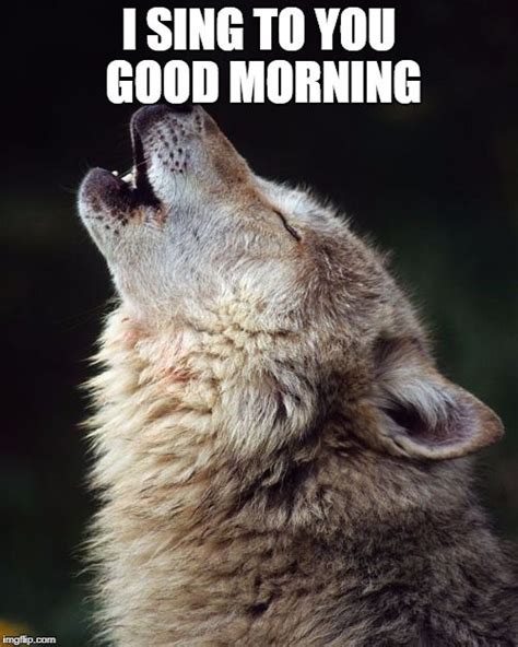 Wolf Wolves Meme Generator Imgflip Wolf Howling Wolf Photos Wolf Side View