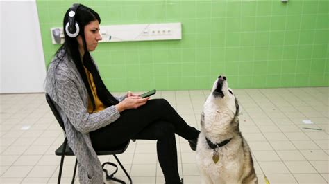 Как разные собаки реагируют на волчий вой выяснили в Венгрии YouTube