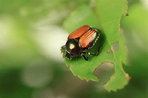 How To Get Rid Of Japanese Beetles On Rose Bushes Practical Guide A