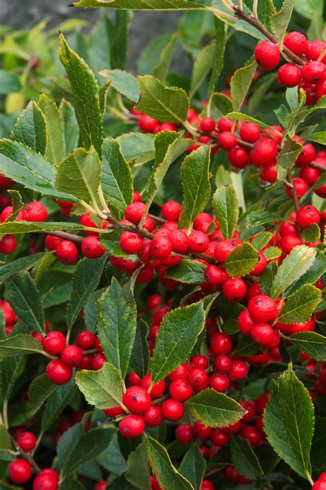 Ilex Verticillata ‘berry Poppins ‘sprite Winter Red Holly Cherry
