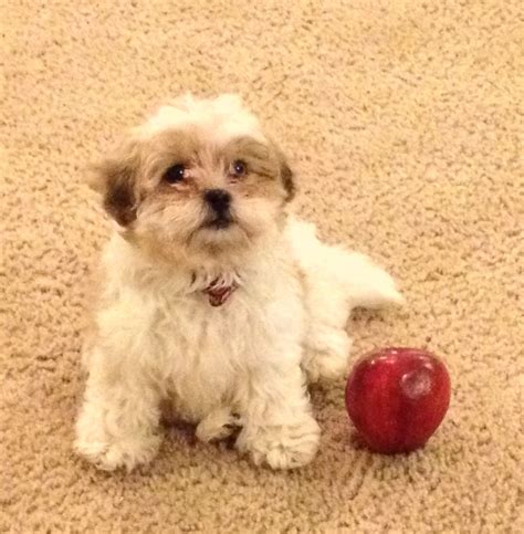 Gracie 8 Week Shorkie Mix Breed Of Yorkie And Shih Tzu Such A