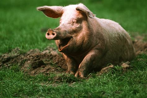 4k Funny Pig Wallpapers High Quality Download Free