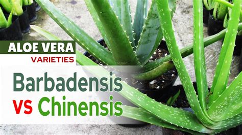 two aloe vera varieties in the garden barbadensis and chinensis youtube