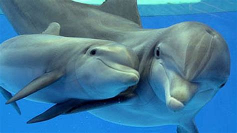 Dolphins Baby Dolphins Baby Animals Pictures Cute Baby Animals