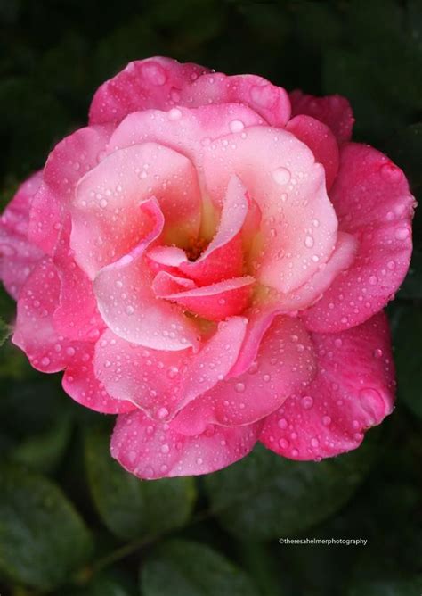 My Fair Lady A Pink Garden Rose By Theresahelmer On