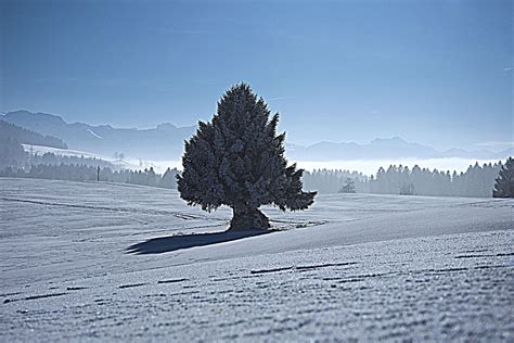 3840x2560 Blue Sky Fir Tree Fog Frozen Snow Snow Capped Mountain